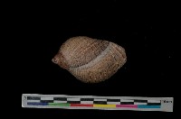 藏品(桃羅螺)的圖片